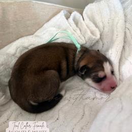 Azure - Agouti and white female Siberian Husky puppy in Lodi, California from Wolves with Amor