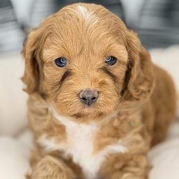 Myrtle Purple Collar - Apricot female Cavapoo puppy in Georgetown, Texas from Mc Doodles of Texas LLC