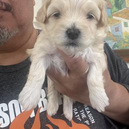 Girl 3S - Cafe au lait female Maltipoo puppy in Las Vegas, Nevada from Maltipoo_vegas