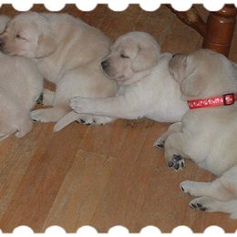 Labrador Retriever Puppies from Lorlyn Labradors