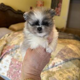 Zorro - Blue merle male Pomeranian puppy in Edmond, Oklahoma from My Sun & Moon Poms