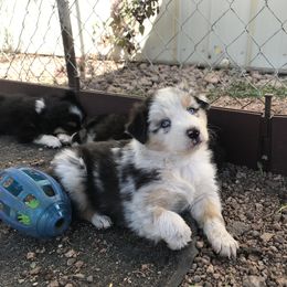 Australian Shepherd Puppies from Wild Souls Australian Shepherds