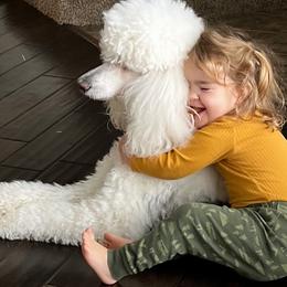 Cavalier King Charles Spaniels and Poodles from Livezey’s CKCS and Standard Poodles