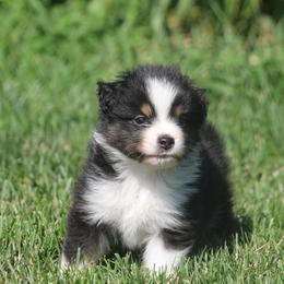 William - Black tri male Miniature American Shepherd puppy in Tiskilwa, Illinois from First Harmony Farms