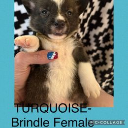 Little girl - Brindle and white female American Corgi puppy in Golden Valley, Arizona from Mahala Henry