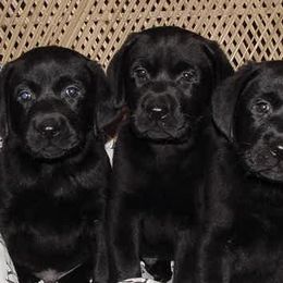 Labrador Retriever Puppies from Sommit Labradors