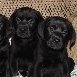 Labrador Retriever Puppies from Sommit Labradors