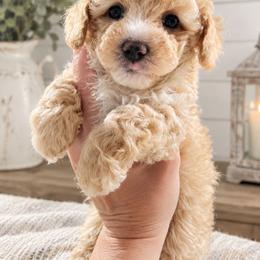Huck - Apricot male Aussiedoodle puppy in Byron, Georgia from Southern Olive Doodles 🫒