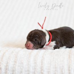 Red Collar Boy - Chocolate male Australian Labradoodle puppy in Thousand Oaks, California from Lovely Doodle Lane