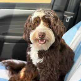 Knox - Bernedoodle