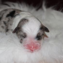 Spotty Dottie - Blue merle male Australian Shepherd puppy in Star City, Arkansas from Circle P Farm Australian Shepherds