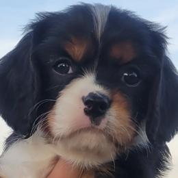 Cavalier King Charles Spaniels from A&B kennel