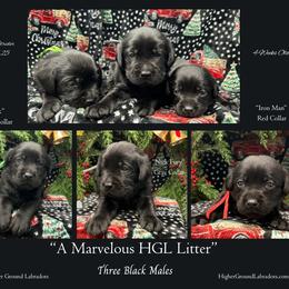 Agent Nick Fury - Gray Collar, Black Male - 3,500 - Black male Labrador Retriever puppy in Eaton Rapids, Michigan from Higher Ground Labradors