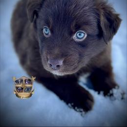 Kentucky - Red & white male Australian Shepherd puppy in El Dorado Springs, Missouri from HP Aussie Kennels