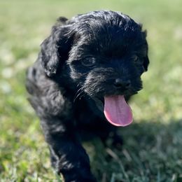 Oliver - Black male Maltipoo puppy in Mulino, Oregon from Boujee Life Depot