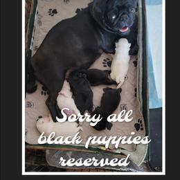Girl 2 - Black female Pug puppy in Phoenix, Arizona from Pug Place Phoenix