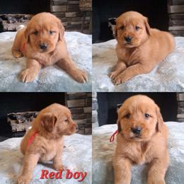 Red boy - Dark golden male Golden Retriever puppy in Howell, Michigan from Robbin's Treasures