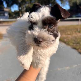 Blancanieves - Parti female Miniature Schnauzer puppy in Tampa, Florida from PNQ Breeding