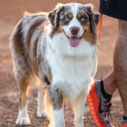 Miniature Australian Shepherds from Kersey/Lopez Farms