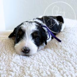 Purple - Tri-color female Bernedoodle puppy in Rockwall, Texas from Glory Doodles