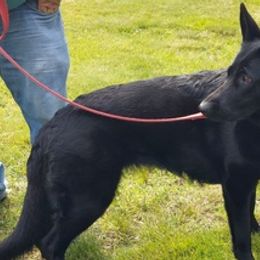 German Shepherds from Julie's German Shepherds