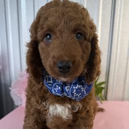 Goldendoodle and Poodle Puppies from Northern Heart Standards