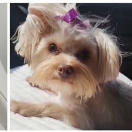 Tella - Yorkshire Terrier