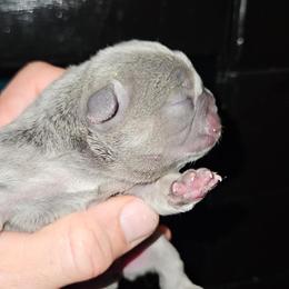 Girl 1 - Blue female French Bulldog puppy in High Ridge, Missouri from St Louis Frenchies
