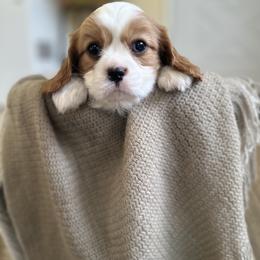 Cavalier King Charles Spaniel and Cavapoo Puppies from PJE Cavs and Poos