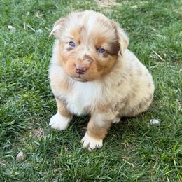 Thelma - Red merle female Australian Shepherd puppy in Collinston, Utah from Corbridge Aussies