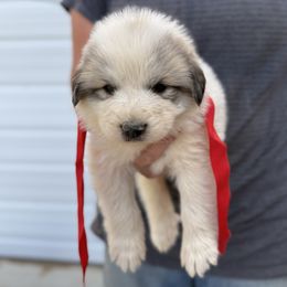 Miss Red - White and badger female Great Pyrenees puppy in Idaho from Portneuf Range Pyrenees