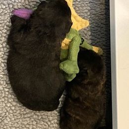 Scottish Terriers from Karen's Scottish Terriers