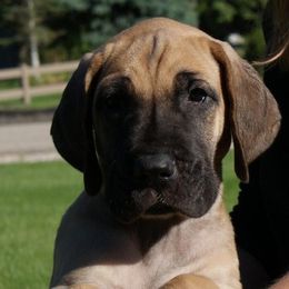 French Bulldogs and Great Danes from Treasure Wylie