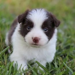 Jax - Red male Border Collie puppy in Tylertown, Mississippi from Cool Meadow Farms