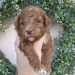 Frosty - Red  male Poodle puppy in Taylors, South Carolina from Sosebees toy & mini poodles