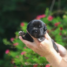 Boy 5 - Black male Cane Corso puppy in Cable, Ohio from Americana Cane Corso
