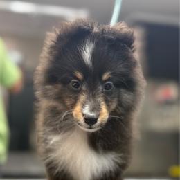 Luca - Black white and tan male Shetland Sheepdog puppy in Middleburgh, New York from StoneyAcre