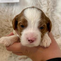 Girl 3 Luna - Blenheim female Cavapoo puppy in Bountiful, Utah from PJs Puppy Love