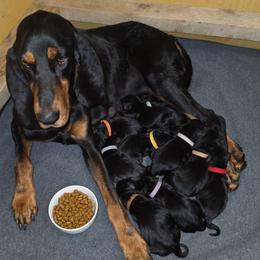 Brown - Black and tan male Black and Tan Coonhound puppy in Ephraim, Utah from Wanderlust Coonhounds