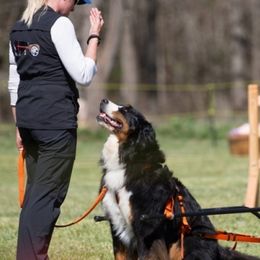 Bernese Mountain Dogs from Dorene McCune's Bernese Mountain Dogs