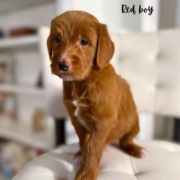 Red boy - Red  male Goldendoodle puppy in Valdese, North Carolina from Doodling All Day Goldendoodles