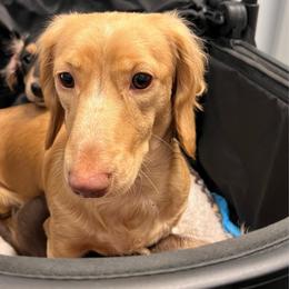 Lemon - Dachshund