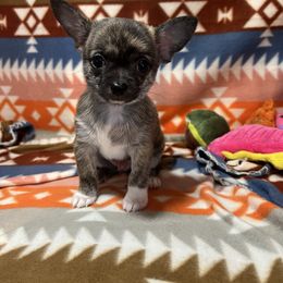 Stuart - Black sabled silver male Chihuahua puppy in Charlevoix, Michigan from Steadfast Chihuahua’s