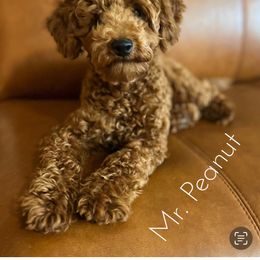 Peanut - Poodle