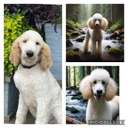 Jasper - Poodle