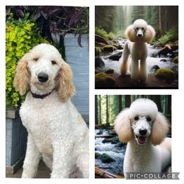 Jasper - Poodle