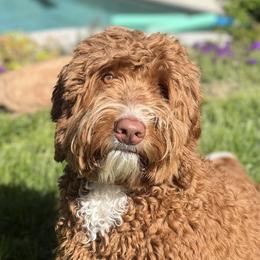 Ollie - Australian Labradoodle