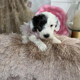 Angel - Parti female Goldendoodle puppy in Sheridan, Arkansas from Arkie Doodles