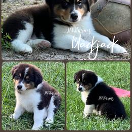 1 Blackjack, BTM - Black tri-color male Australian Shepherd puppy in Huntington, Texas from JKKJ Farms, LLC