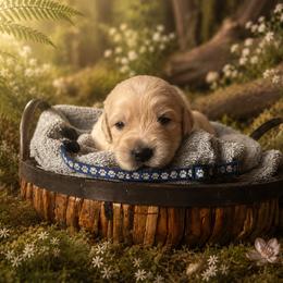 Boy 2 - Light golden male Golden Retriever puppy in Ormond Beach, Florida from Sterling Run Retrievers